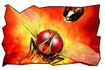 eega